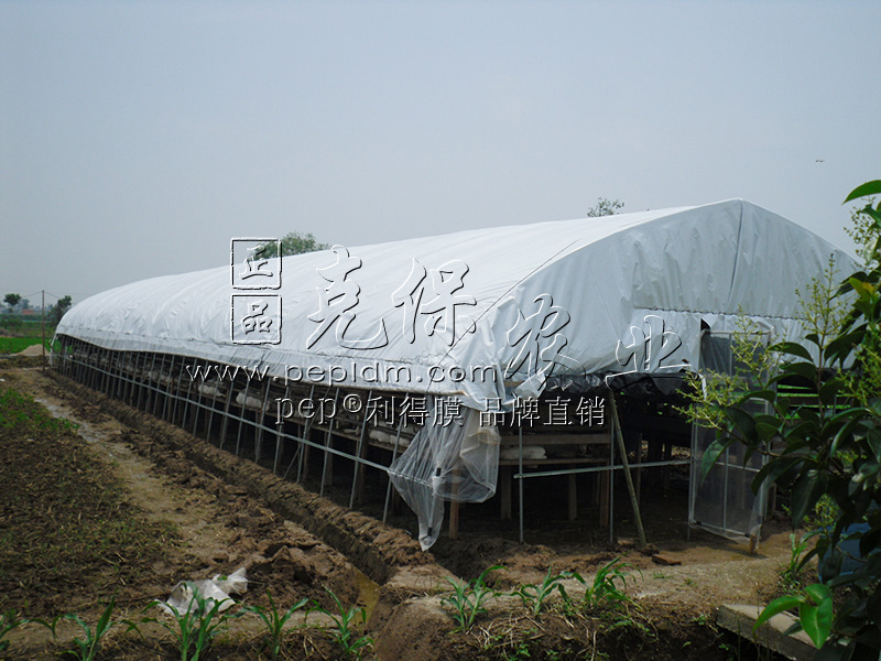 Anhui Fuyang breeding pigeon base