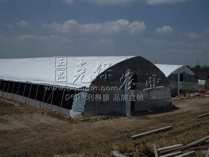 Fujian breeder goose plant