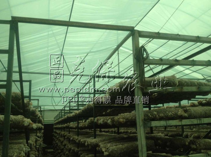 Hubei Shennong mushroom base