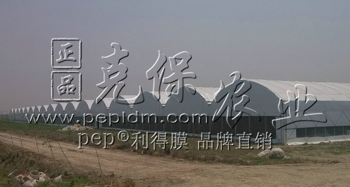 Shanghai Chongming large-scale edible fungus factory base