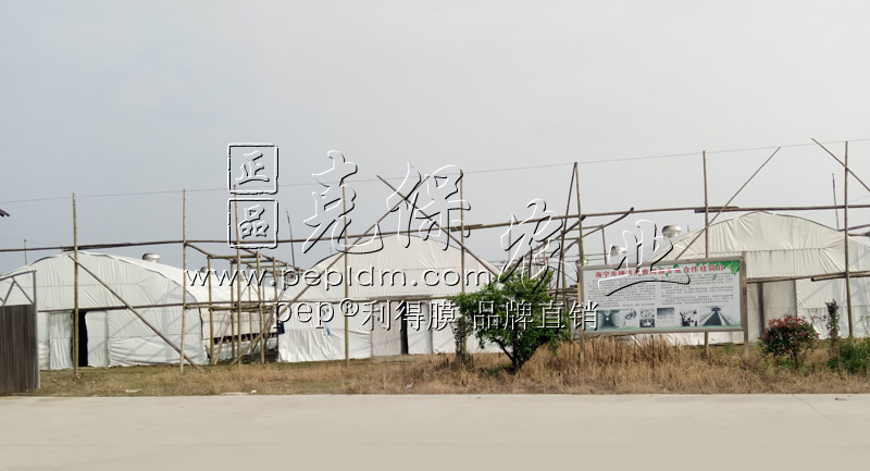 Zhejiang Haining Shenonggang edible fungus base