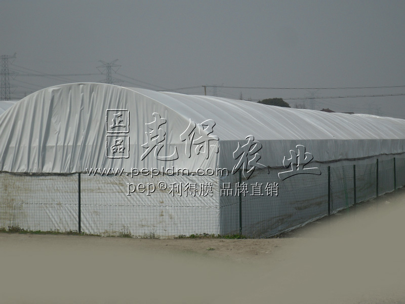 Chongqing Three Gorges edible fungus base