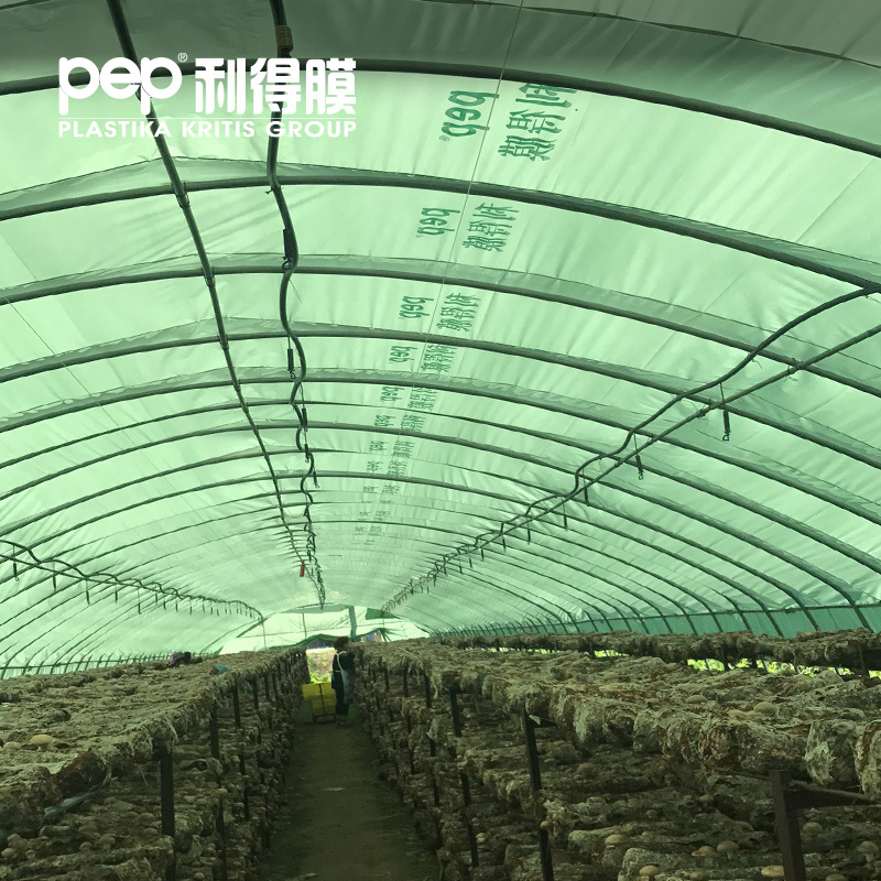 13丝透光绿白膜