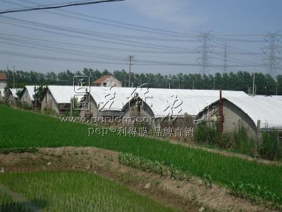 Anhui Guzhen breeding base