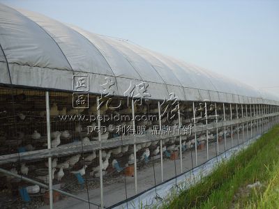 Anhui Ningguo large pigeon breeding base