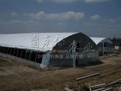 福建养殖种鹅厂