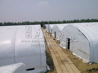 浙江海宁食用菌基地