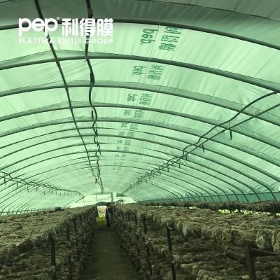 13丝透光绿白膜